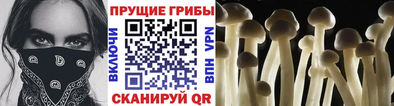 Псилоцибиновые грибы мицелий  Купить закладки  Мезень 